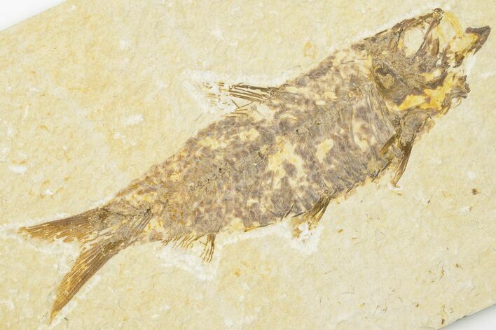 4.1" Detailed Fossil Fish (Knightia) - Wyoming
